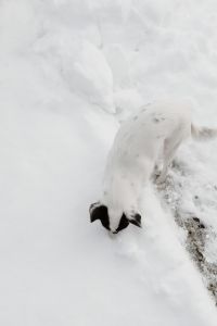 Kaboompics - Small dogs play on the snow