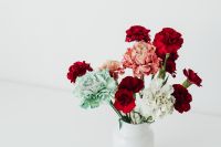 Kaboompics - Colorful carnations flowers - Dianthus caryophyllus