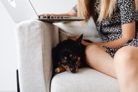 Kaboompics - Laptop and Small Dog beside Student on Armchair