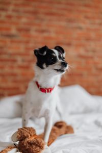 Black and White Puppy Lifestyle Photos: Resting and Playing on White Bedding with a Plush Toy