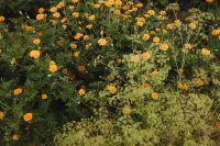 Kaboompics - Orange Marigold Flowers and Dill-Like Foliage