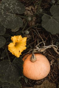 Kaboompics - Orange Pumpkin and Yellow Flower Among Green Leaves