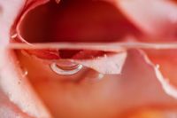Kaboompics - Soft-Focus Rose Petals and Water Drops, Abstract Pink Background