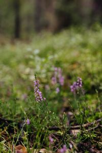 Kaboompics - Soft Green Forest Bokeh With Delicate Woodland Texture
