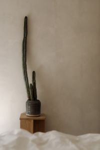 Kaboompics - Tall Cactus in Textured Pot against a Beige Wall, Minimal Home Decor Background