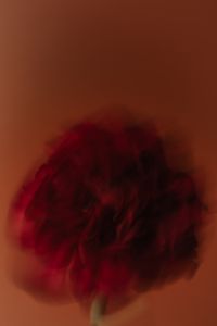 Kaboompics - Soft Motion Blur Red Flower Macro