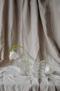 Kaboompics - Two White Tulip Blooms in Separate Glass Vessels, Minimal Neutral Linen Still Life