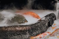 Kaboompics - Whole Fish on Ice at Madrid Food Market