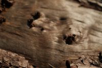Kaboompics - Macro Detail of Holes in a Weathered Fallen Tree Trunk
