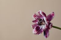 Kaboompics - Close-Up Side View Of Purple Dried Flower
