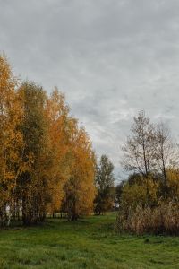 Kaboompics - Autumn Birch Trees Beside a Green Meadow