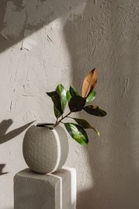 Kaboompics - Neutral Textured Plaster Wall with Green Leaves and Dried Foliage