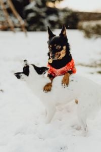 Small dogs play on the snow