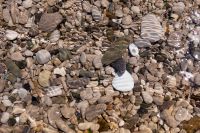 Kaboompics - Natural Coastal Pebble Texture with Shimmering Water Ripples