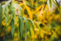 Kaboompics - Autumn Details