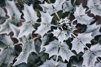 Kaboompics - Detail of leaves covered in frost