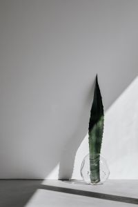 Kaboompics - Minimal Agave Plant In Glass Vase On The Floor With Window Light
