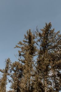 Kaboompics - Tall Tree Canopy Against Blue Sky