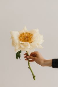 Kaboompics - Hand Holding a Cream Peony on a Minimal Neutral Background