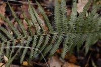 Kaboompics - Fern in the forest