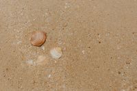Kaboompics - Sand beach background with sea shells & pebbles - many round small stones