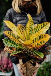 Kaboompics - Woman holding a croton - Codiaeum