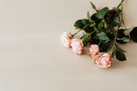 Kaboompics - Blush Roses in Upper Right with Wide Beige Copy Space