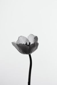Kaboompics - Single Tulip Backlit Black And White Minimal Botanical Wallpaper