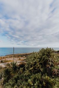 Kaboompics - Plants of Portugal