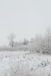 Kaboompics - Snow Covered Evergreen Branches In Winter Woods
