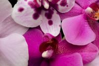 Kaboompics - Orchid Flower Background Pink And White Close Up Texture