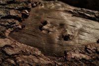 Kaboompics - Close Up of Weathered Fallen Log with Natural Holes