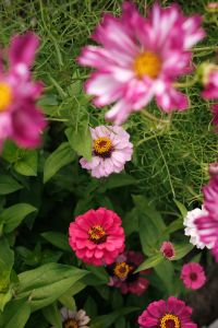 Kaboompics - Colorful Cosmos and Zinnia Garden Flowers