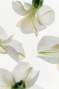 Kaboompics - White Flowers Vertical Pattern Minimal