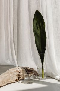 Kaboompics - Botanical Home Accent With a Tall Green Leaf in Glass Vase