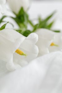 Kaboompics - Soft-Focus White Flower Macro with Yellow Stamens on Pale Fabric