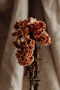 Kaboompics - Dried Flower Bouquet Close-Up Against a Neutral Linen Background