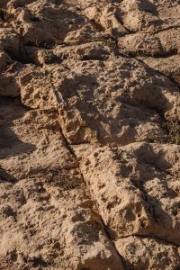 Kaboompics - Rugged Coastal Rock Surface with Sparse Dry Vegetation