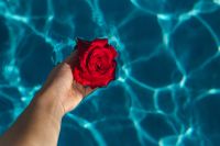 Kaboompics - Hand & fresh garden rose on the blue water of a swimming pool