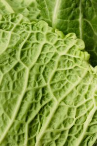 Kaboompics - Light Green Savoy Cabbage Veins, Macro Vegetable Texture