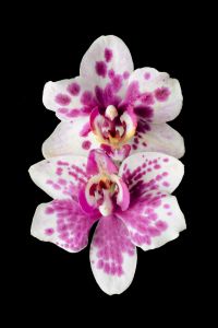 Kaboompics - Spotted Orchid Flower Cluster Isolated On Black Background