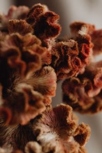 Kaboompics - Textured Dried Flowers in Shallow Focus with Neutral Backdrop