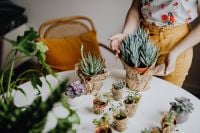 Kaboompics - Woman Repotting Blue Chalk Sticks and Succulents on a White Table