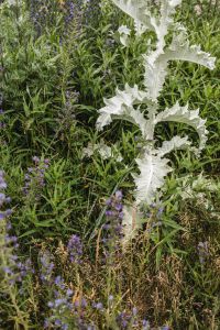 Kaboompics - White Thistle and Purple Wildflowers