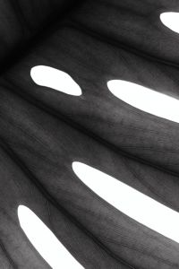 Kaboompics - Monstera Leaf Black And White Backlit Abstract Botanical Texture