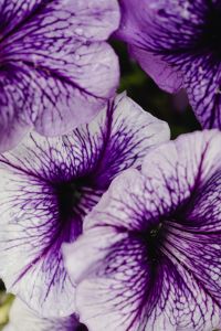 Kaboompics - Purple and White Flower Petals with Detailed Veins