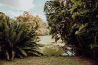 Kaboompics - Tropical Garden Pond Surrounded by Palms and Dense Greenery