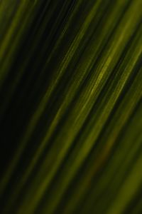 Kaboompics - Dark Palm Leaf Texture With Smooth Shadow Transition