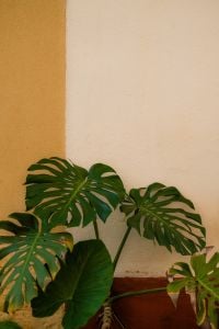 Kaboompics - Monstera Plant Against Yellow and White Wall