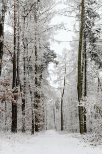 Kaboompics - Frosty Forest Path Between Snow Covered Trees